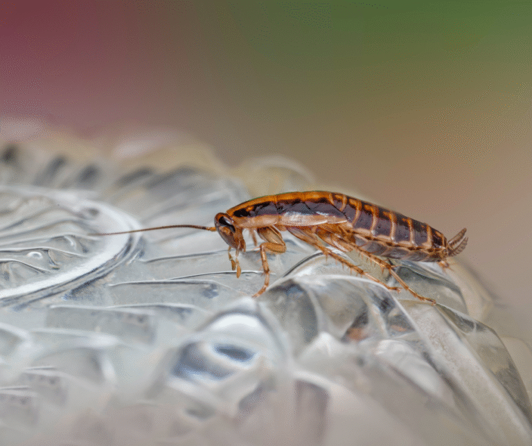 شركة مكافحة الصراصير في الفجيرة 0524404174