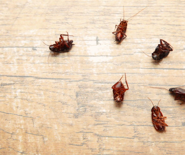 شركة مكافحة الصراصير في راس الخيمة 0524404174