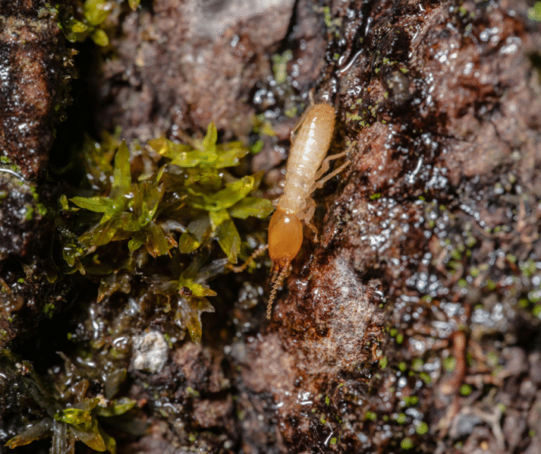 شركة مكافحة الرمة