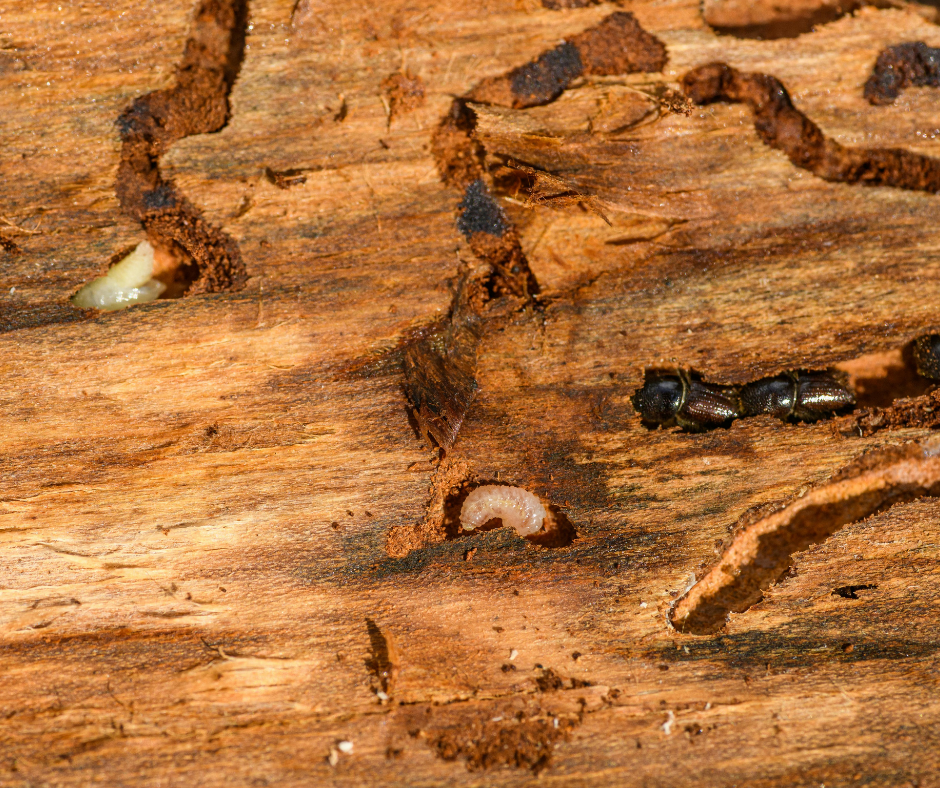 شركة مكافحة الرمة