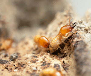 شركة مكافحة الرمة