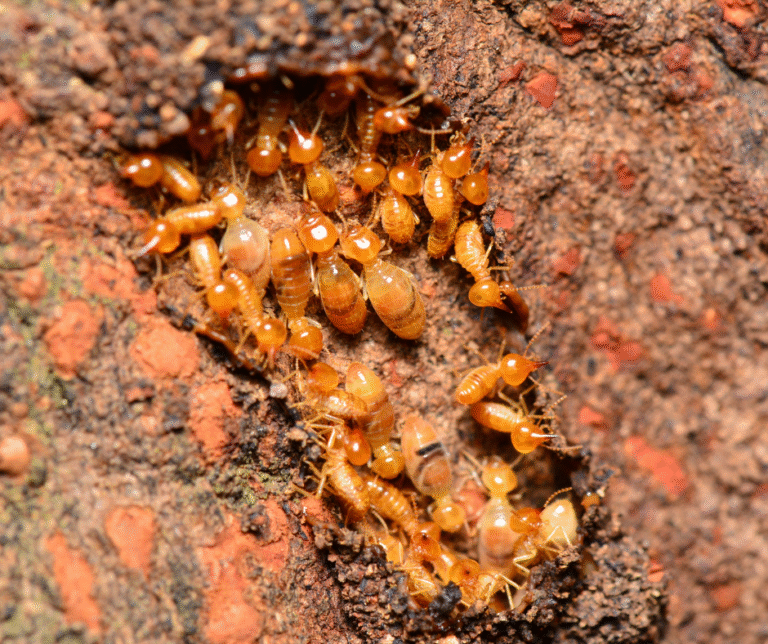 شركة مكافحة الرمة في راس الخيمة 0524404174