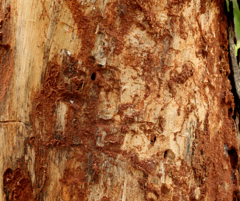 شركة مكافحة الرمة في الفجيرة 0524404174