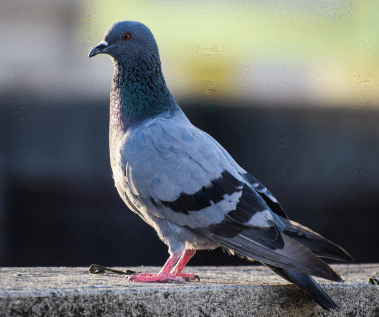 تركيب طارد الحمام في العين 0524404174