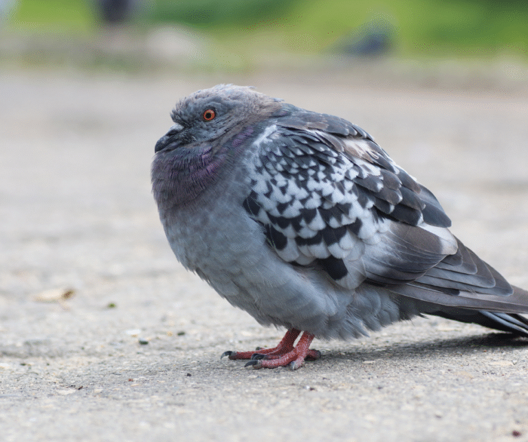 تركيب طارد الحمام في ابوظبي 0524404174