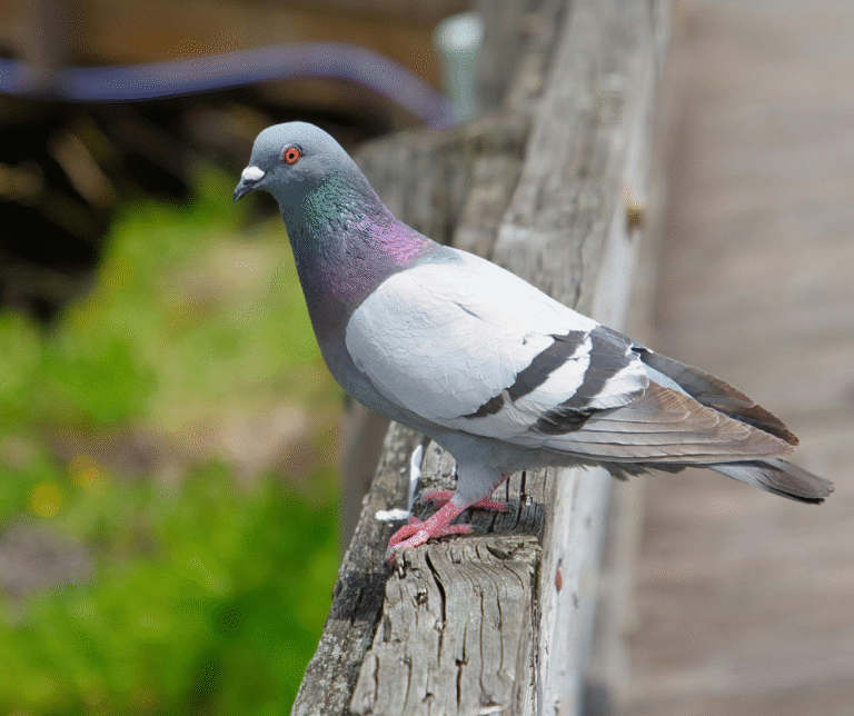 تركيب طارد الحمام في ام القيوين 0524404174