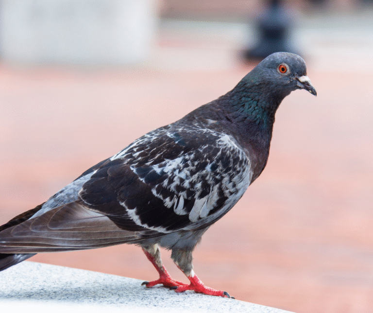 تركيب طارد الحمام في عجمان 0524404174