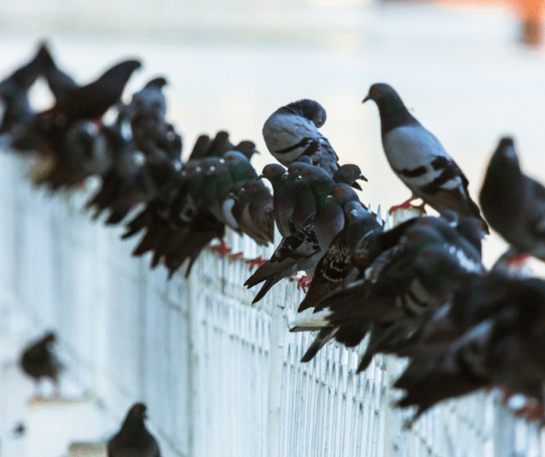 تركيب طارد الحمام في الشارقة 0524404174