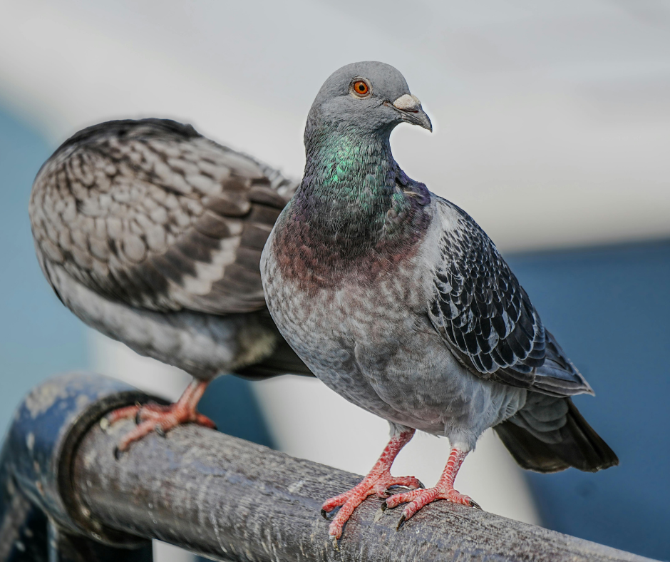 تركيب طارد الحمام